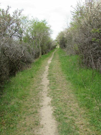 Auf einem schmalen Weg geht es geschützt zwischen Hecken weiter in Richtung Osterwieck.