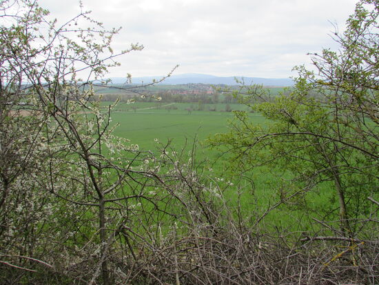 An einigen Stellen gibt die Hecke einen Blick Richtung Brocken frei.