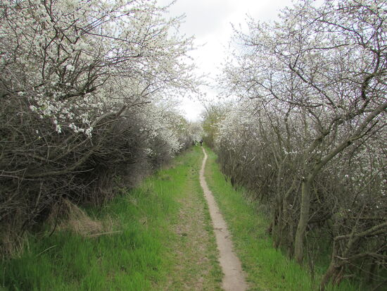 Rechts und links herrliche Blütenpracht