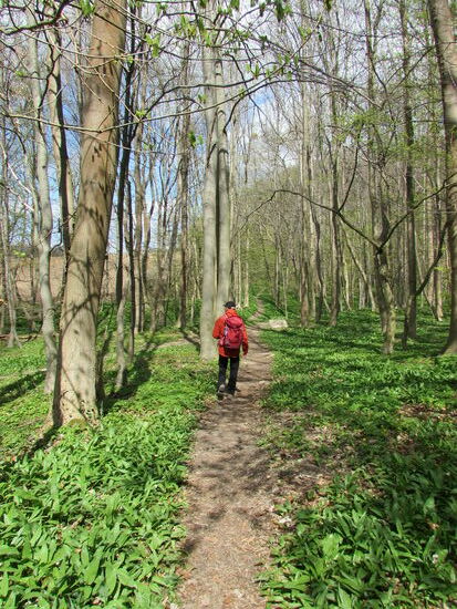 Gestärkt geht es weiter durch diesen schönen Mischwald. Der Waldboden ist so weit das Auge reicht bedeckt mit Bärlauch. Die Luft ist angenehm frisch und das zwitschern der Vögel begleitet unseren Weg. In so einem Umfeld können wir Corona vergessen und die Seele kann auftanken - herrlich!