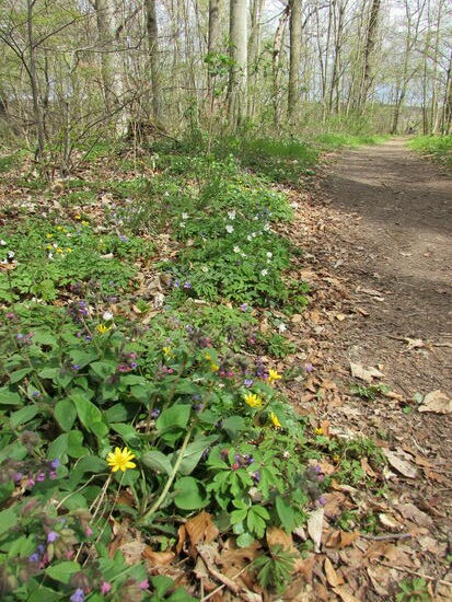 Am Wegesrand blühen nicht nur die Buschwindröschen .....