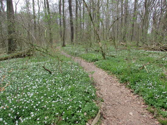 Der ganze Wald scheint zu blühen - wunderschön