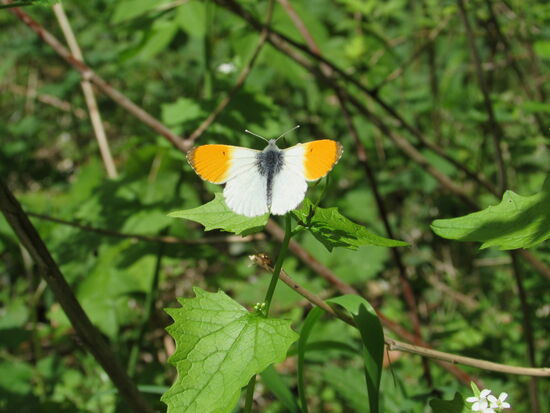 Aber wir werden entschädigt, denn diese Wunder dieser Welt entdeckt nur, wer zu Fuß unterwegs ist - ein männlicher Aurorafalter.