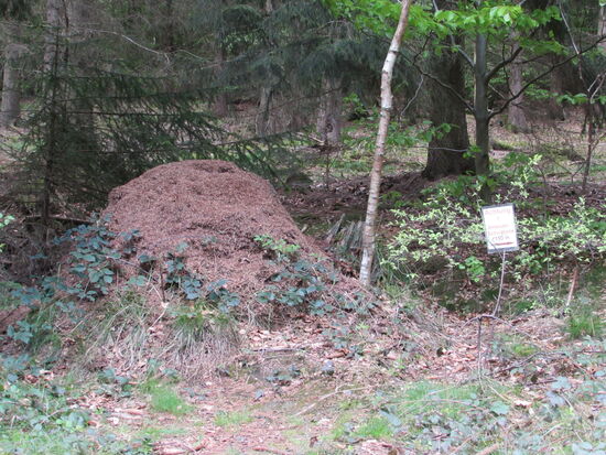 Ebenfalls am Wegesrand - eine Ameisenschutzzone