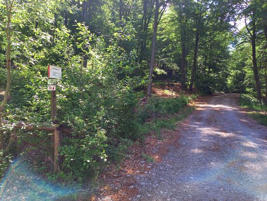 Hier gabelt sich der Weg und es geht weiter durch Buchenwald.