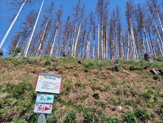 Wir haben noch nicht allzu viel geschafft - es sind noch 3,7km. Überall sieht man abgestorbene Bäume.  Ein Ergebnis von Monokultur, Trockenheit und Borkenkäfer.