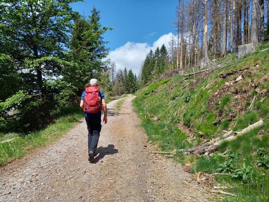 Stetig bergauf,  dass ist nach so langer Zeit ohne Wanderung ziemlich anstrengend.