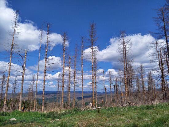 Es gibt so viele trockene Bäume, dass die Forst mit der Abholzung nicht hinterher kommt.