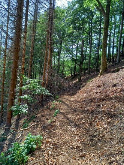 Dieser Teil der Wanderung ist ganz nach unserem Geschmack.  Gehen auf weichem Waldboden, im Schatten der Bäume ist fantastisch.