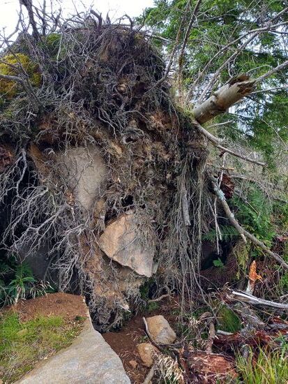Am Wegesrand liegen umgestürzte Fichten, die bei ihrem Sturz ganze Felsbrocken mit sich reißen.