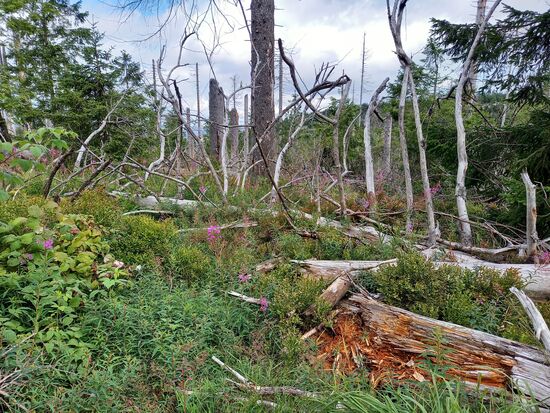 Überall Totholz und dazwischen wachsen Wildkräuter.
