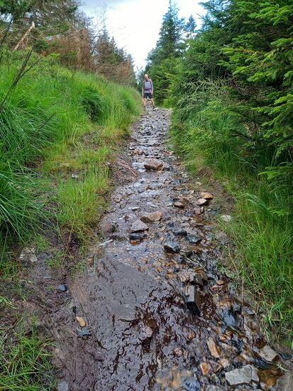 Durch den Regen der letzten Tage ist aus dem Wanderpfad ein kleiner Flusslauf geworden.