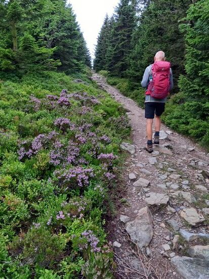 Bergauf geht es weiter. Links blüht schon die Heide.