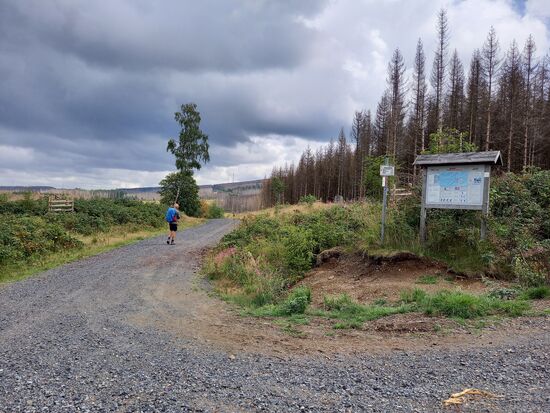 Kurz vor Altenau biegen wir rechterhand ab. Hier sieht man wieder sehr deutlich wie die trockenen Sommer der vergangenen Jahre und der Borkenkäfer den Fichten zugesetzt hat.