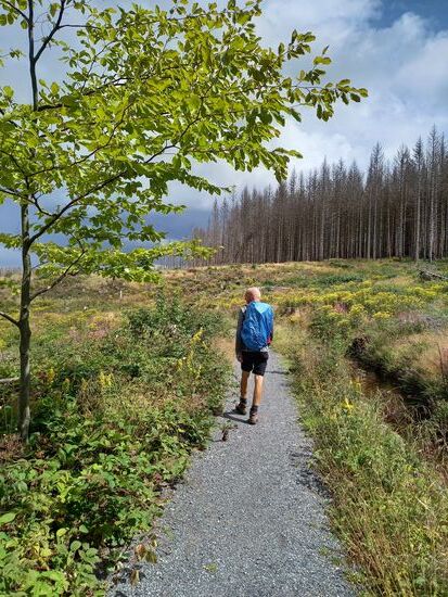 Kurze Zeit später geht es auf einem schmalen Pfad immer dem Dammgraben entlang weiter. Dieser Graben ist der längste künstlich angelegte Graben im Oberharz.