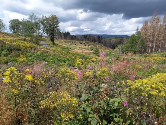 Dort wo die Fichten standen haben sich Wildkräuter verbreitet und hier und da sind auch schon neue Bäume zu sehen. Die Kräuterwiesen sind wunderschön anzusehen.