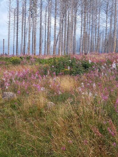 Vielerorts sieht man noch die abgestorbenen Fichten.