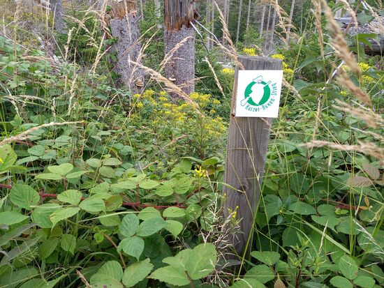 Wir sind auf dem Harzer Hexenstieg unterwegs