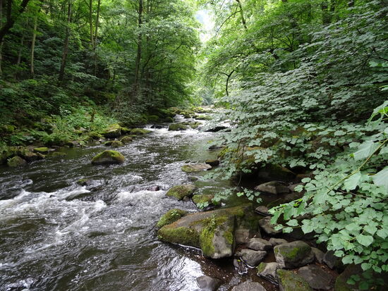 Die Bode, ein Fluss wild und romatisch zugleich.