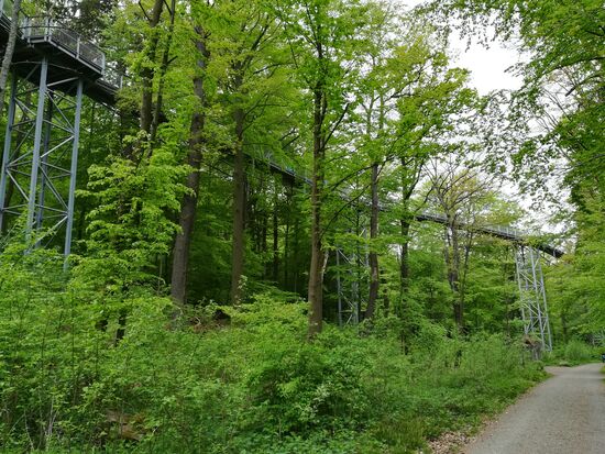 Ein Blick auf den Baumwipfelpfad.