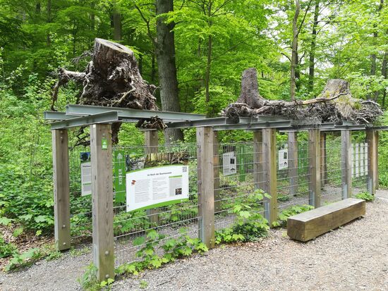 Hier werden verschiedene Formen der Baumwurzeln ausgestellt. Die Kiefer hat z.B eine Pfahlwurzel, die Fichte hingegen ist ein Flachwurzler.