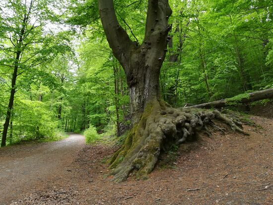Es ist immer wieder erstaunlich welch ein mächtiges Wurzelwerk die Bäume ausbilden.