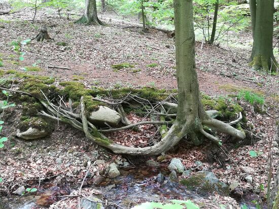 Wie eine Kracke hat sich dieser Baum verwurzelt.