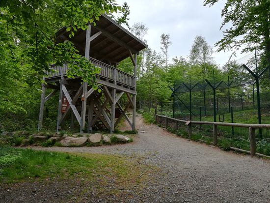 Wir sind am Luchsgehege angekommen. Von der Aussichtsplattform kann man die Luchse beobachten, wenn sie sich nicht gerade in einer der Felshöhlen versteckt halten.