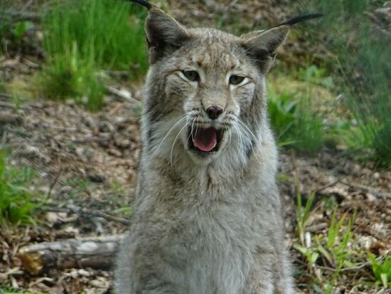 Nach einigen Minuten des wartens zeigt sich eines der Tiere. Wir sind erstaunt wie groß diese Katze ist.