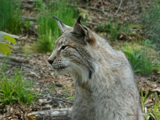 Wunderschön, aber leider nicht in Freiheit.