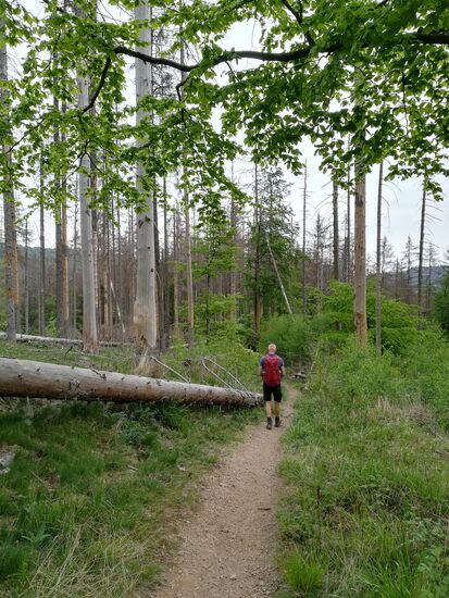 Bis zur Klippe sind wir vorwiegned durch Buchenwald gewandert. Doch jetzt überwiegt die Fichte. Große Teile der Fichtenbewaldung sind aufgrund des Borkenkäfers und der großen Trockenheit der vergangenen zwei Sommer abgestorben.