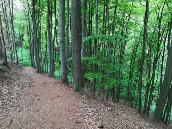 Es dauert nicht lang und wir sind wieder im herrlichen Buchenwald. Wir können überall das Rauschen kleiner Bachläufe und das Zwitschern der Vögel hören, ansonsten Stille, nichts als Ruhe  