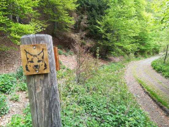 Auf dem Pfad der Luchse