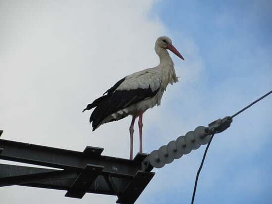 Hoch oben auf einem Strommast sitzt Adebar.