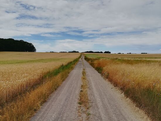 Der Weg geht immer gerade aus. Das Farbenspiel der Getreidefelder und des Himmels ändern sich ständig,  so dass wir immer wieder Halt machen zum wahrnehmen und fotografieren.