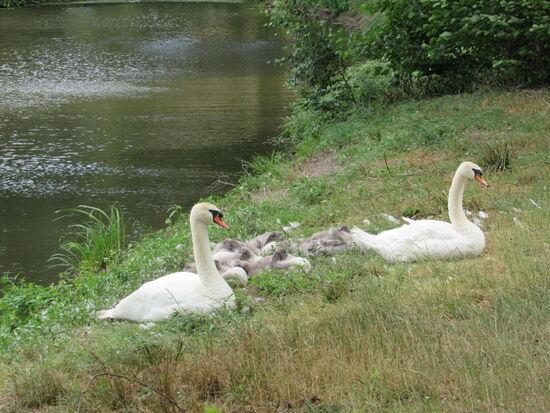 Wir verlassen Lampertswalde, ein Ort der sich schier endlos hinzuziehen scheint. An einem Teich treffen wir auf das Schwanenpaar mit sechs Jungen. Mit Respekt, großem Abstand und schnellen Schrittes passieren wir die Familie. Schwäne mit Jungen können angriffslustig werden.