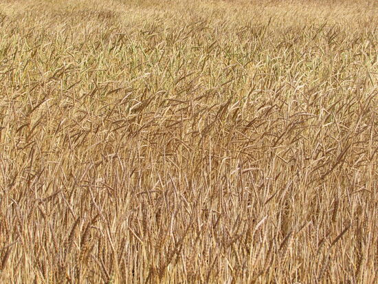Während wir so dahin gehen, können wir unseren Gedanken freien Lauf lassen und den Wind nicht nur im Kornfeld beobachten sondern auch auf unserer Haut spüren.