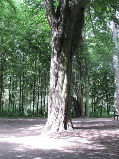 Im Stadtpark genießen wir wieder die morgendliche frische Luft und freuen uns auch das Laute der Stadt zu verlassen.