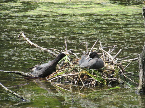 An einem Teich können wir beobachten wie Blesshühner ein Nest bauen.