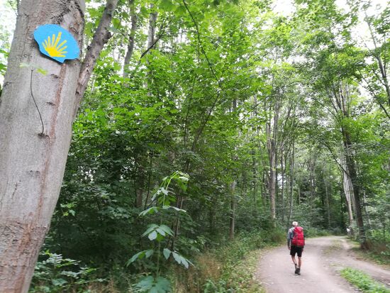 Durch schönen Mischwald folgen wir weiter der Muschel.