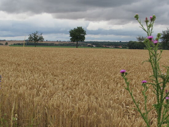 Während wir die letzten Tage mehr oder weniger nur durch flaches Land gegangen sind, wird es nun wieder hügelig.