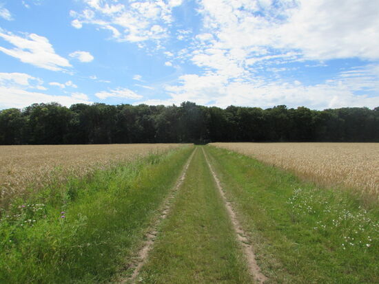 Schritt für Schritt geht es nun Richtung Wald
