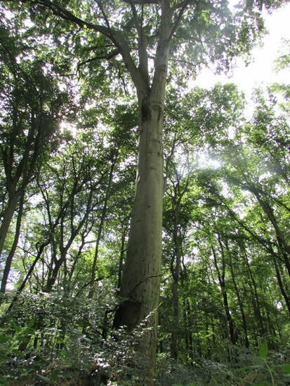 Die Luft ist angenehm kühl im schönen Buchenwald und das Gehen auf dem Waldboden ist viel angenehmer.