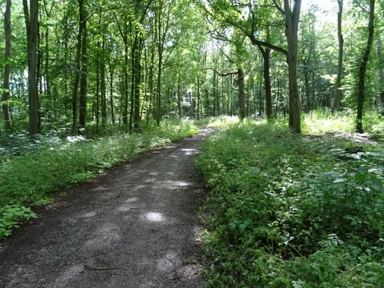 Nachdem wir gerade kilometerlang den Kornfeldern gefolgt sind, laufen wir jetzt Kilomer um Kilometer durch den Wald.