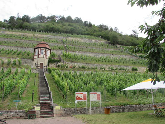 Der Weg führt reizvoll an die Weinberge vorbei.