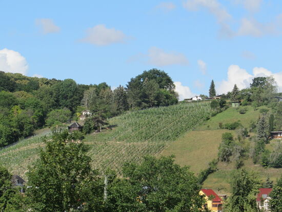 Wir blicken auf die Weinberge