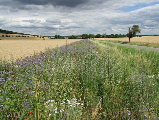Blühstreifen entlang der Landstraße, ein Bild das sich während der gesamten Pilgerschaft immer wieder zeigte.