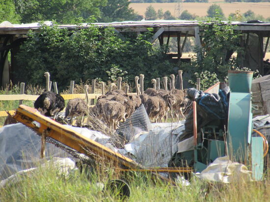 Wir marschieren weiter und kommen an einer Straußenfarm vorbei. Unzählige Tiere werden hier gehalten.
