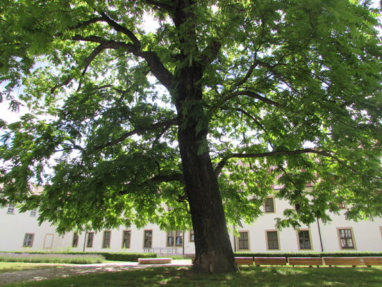Eine Oase der Ruhe findet man im Innenhof des Wipertklosters.