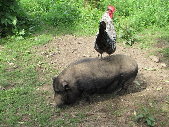 Ein Blick über den Zaun - wie cool ist das denn 